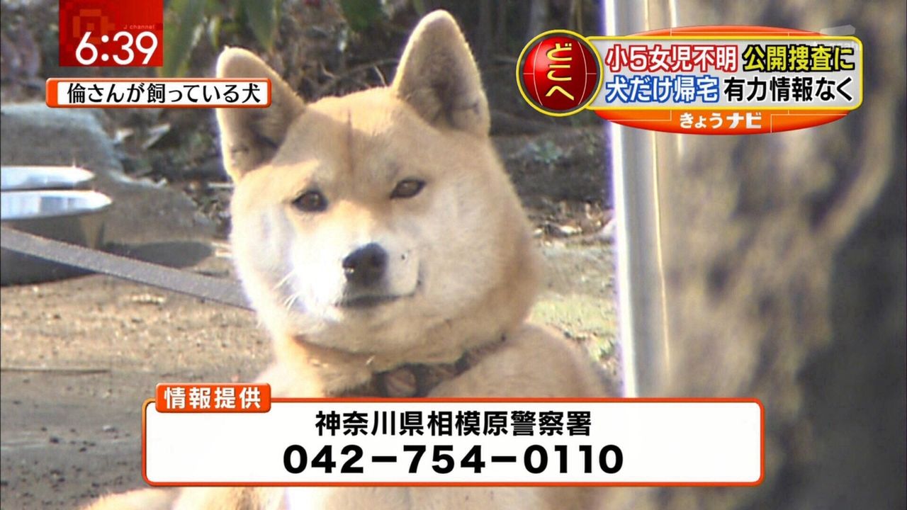 悲報 イッヌ 堂々と弁当を万引きしてしまう まとめ遅報 悲報 イッヌ 堂々と弁当を万引きしてしまう まとめ遅報