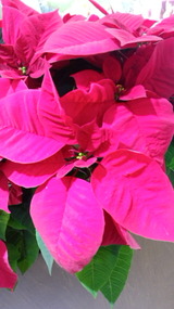 f9808899.jpg