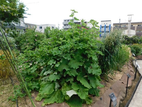 DSCN6783