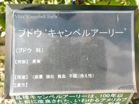 DSCN7870