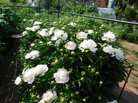 DSCN6585