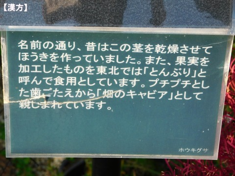 DSCN5531