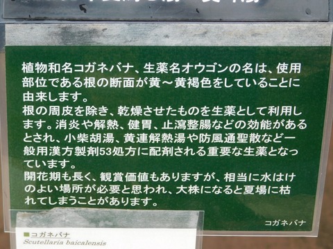 DSCN4291