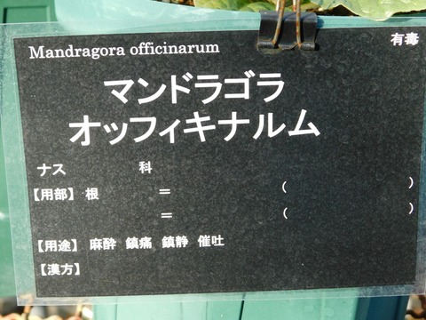 DSCN5905
