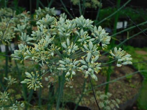 DSCN4401