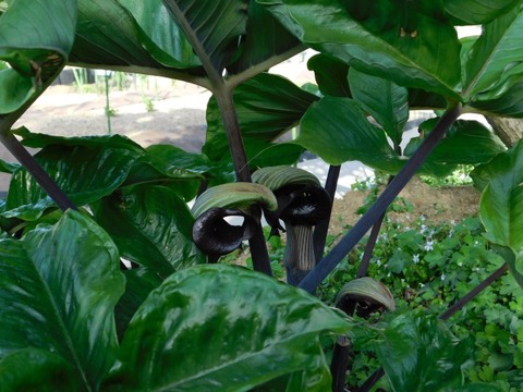 DSCN3856