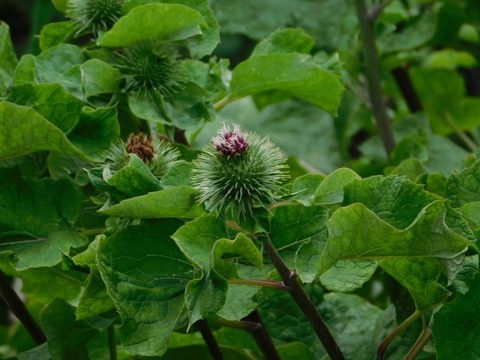 DSCN6784