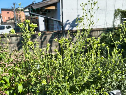 IMG_20261003_142016173_HDR