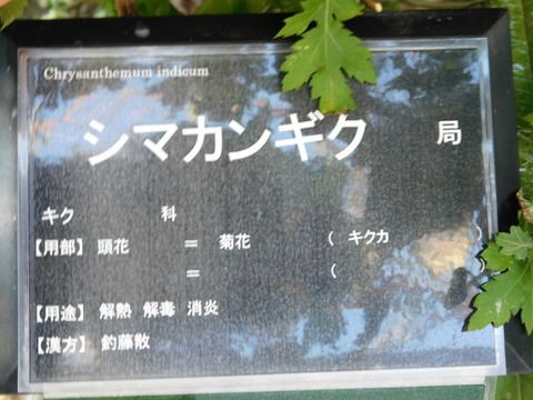 DSCN3179