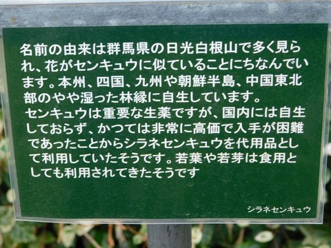 DSCN5448