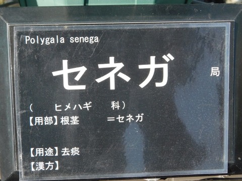 DSCN6549