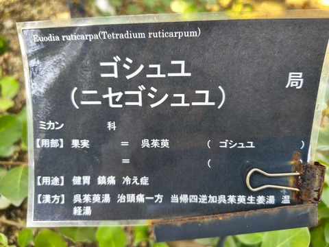 IMG_20261008_134751058_HDR