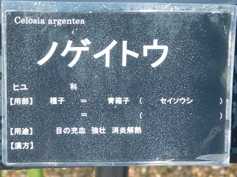DSCN2393
