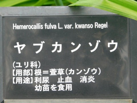 DSCN7004