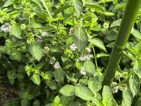 IMG_20260827_133554988_HDR