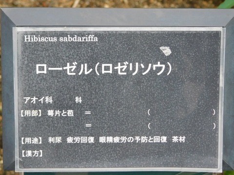 DSCN7496