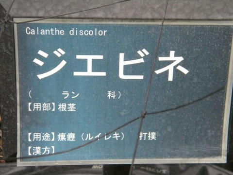 DSCN8995