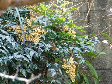 DSCN3319