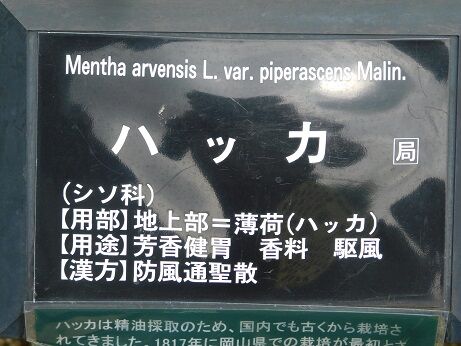 DSCN8250