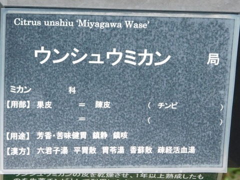 DSCN7484