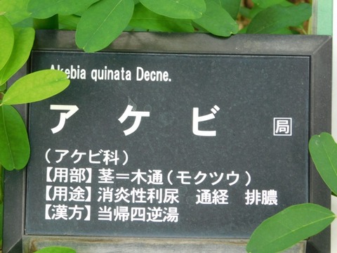 DSCN6794