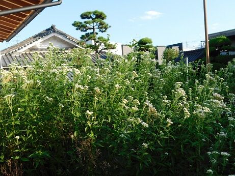 DSCN8655