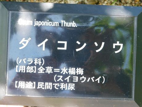 DSCN3431