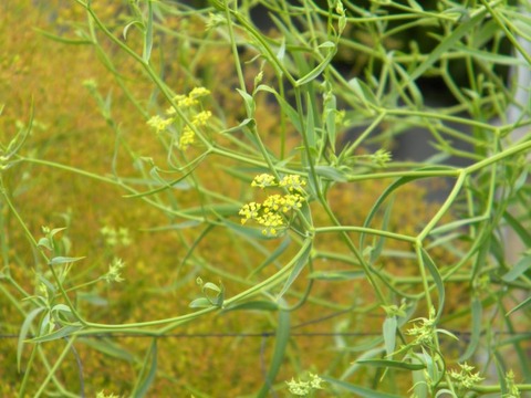 DSCN9679