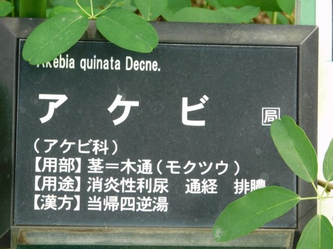 DSCN6855