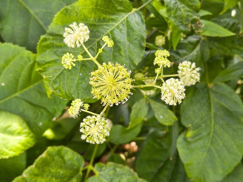 IMG_20260820_120345142_HDR