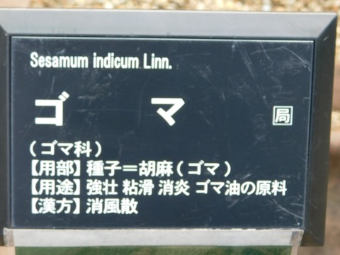 DSCN4449