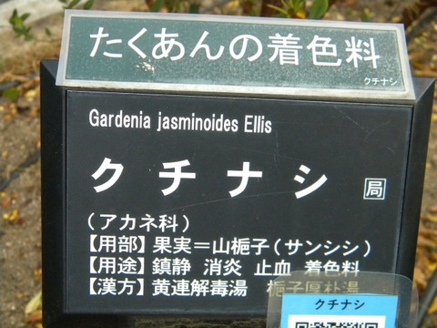 DSCN8445