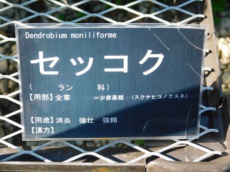 DSCN4849