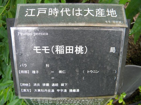 DSCN9662