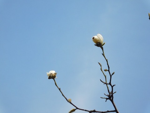 DSCN6309