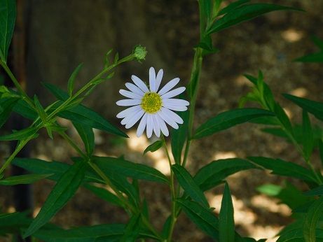DSCN3450