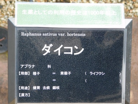 DSCN6358