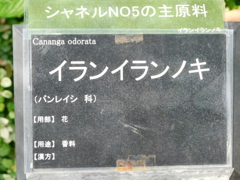 DSCN7306