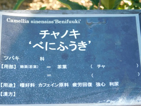 DSCN5420