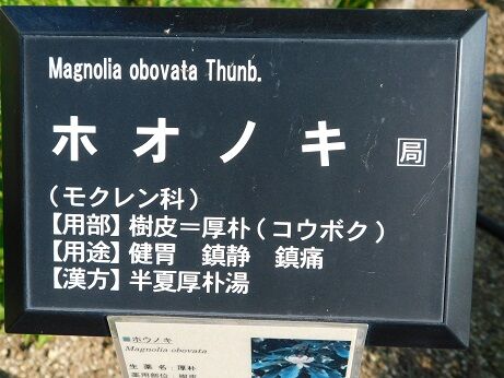 DSCN7754