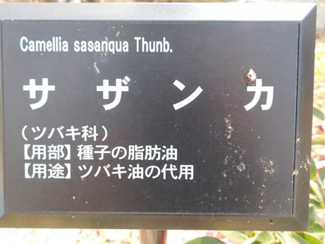 DSCN2088