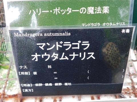 DSCN2686