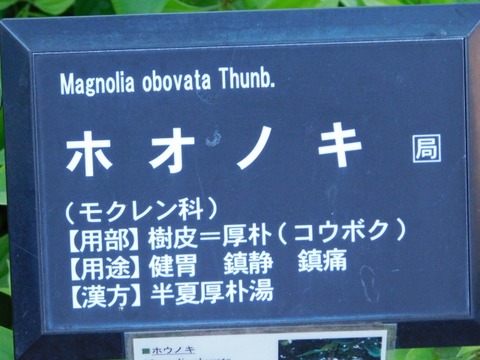 DSCN6779