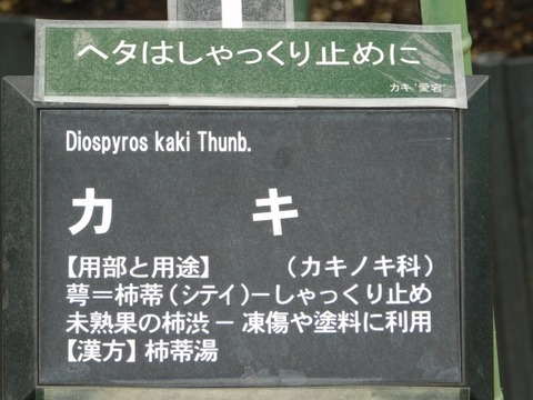 DSCN6807
