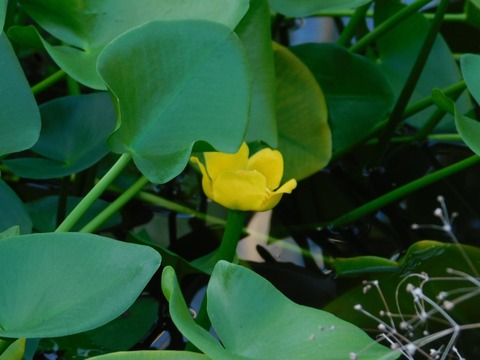 DSCN5382