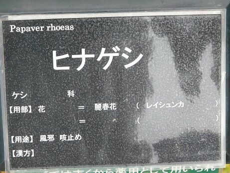DSCN9446