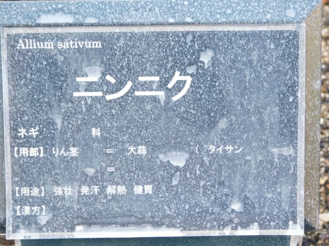 DSCN5492