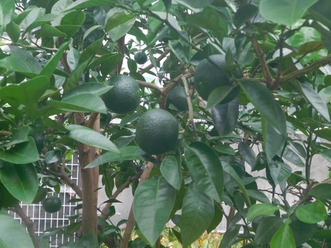 DSCN7462