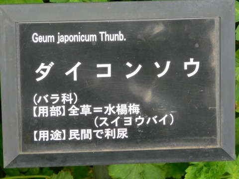 DSCN2312