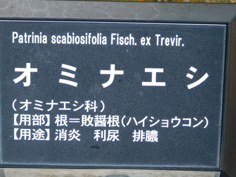 DSCN5536